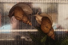 20240801_235324